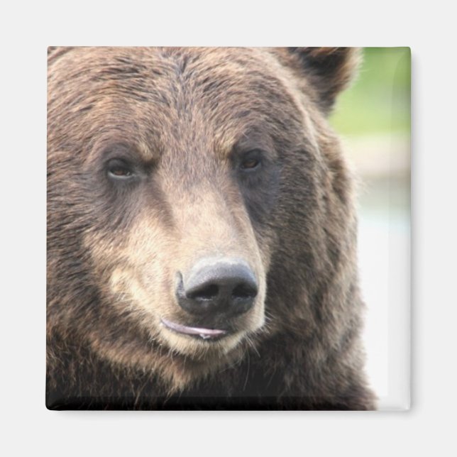 Brown Grizzly Bear Magnet (Front)