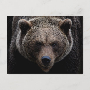 Brown Grizzly Bear Postcard