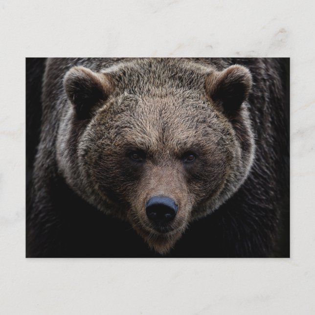 Brown Grizzly Bear Postcard (Front)