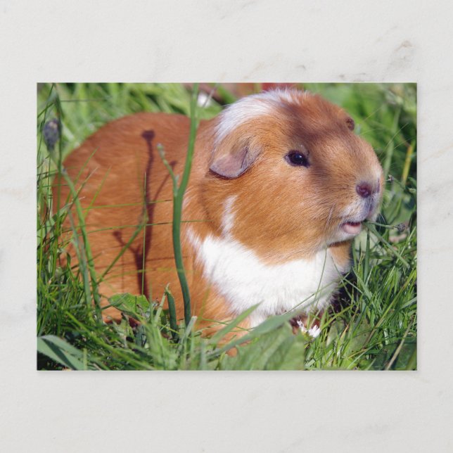 brown guinea pig in the garden postcard (Front)