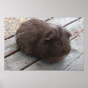 Brown Guinea Pig Poster