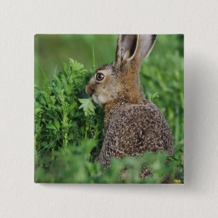Brown Hare, Lepus europaeus, young eating, 15 Cm Square Badge