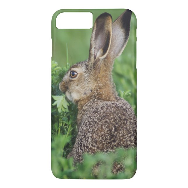 Brown Hare, Lepus europaeus, young eating, Case-Mate iPhone Case (Back)