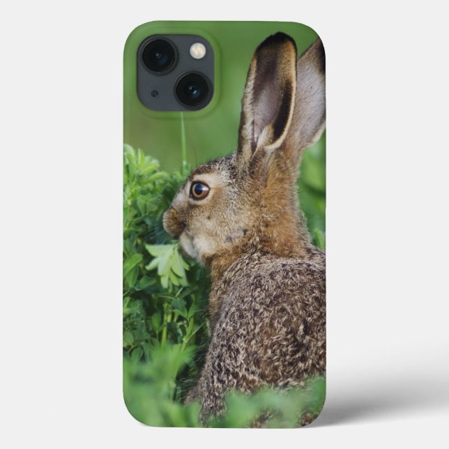 Brown Hare, Lepus europaeus, young eating, Case-Mate iPhone Case (Back)