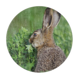 Brown Hare, Lepus europaeus, young eating, Cutting Board