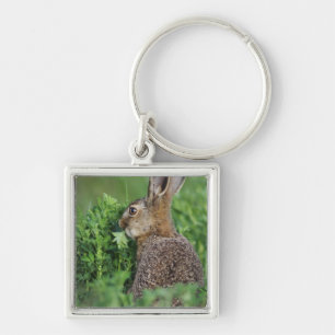 Brown Hare, Lepus europaeus, young eating, Key Ring