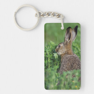 Brown Hare, Lepus europaeus, young eating, Key Ring