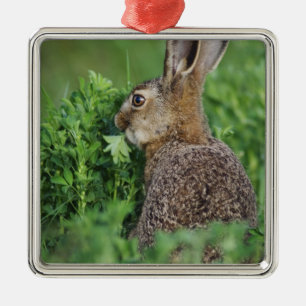 Brown Hare, Lepus europaeus, young eating, Metal Ornament