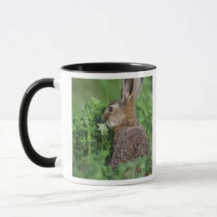 Brown Hare, Lepus europaeus, young eating, Mug