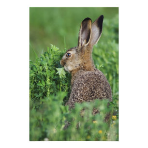 Brown Hare, Lepus europaeus, young eating, Photo Print
