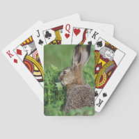 Brown Hare, Lepus europaeus, young eating,
