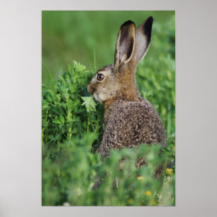 Brown Hare, Lepus europaeus, young eating, Poster