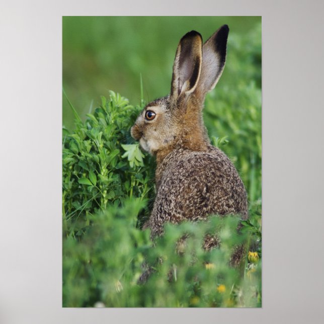 Brown Hare, Lepus europaeus, young eating, Poster (Front)