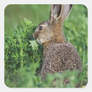 Brown Hare, Lepus europaeus, young eating, Square Sticker