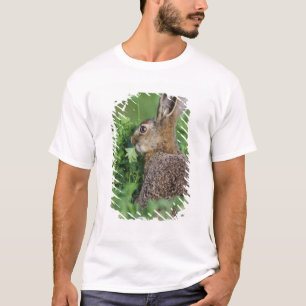 Brown Hare, Lepus europaeus, young eating, T-Shirt
