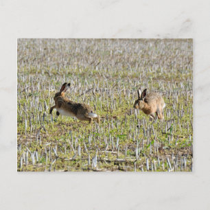 Brown hares chasing postcard