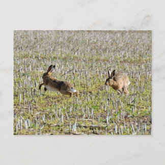 Brown hares chasing postcard