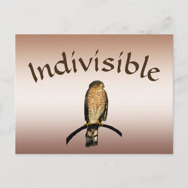 Brown Hawk Indivisible Postcard (Front)