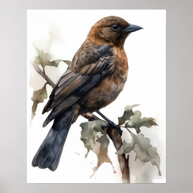 Brown Headed Cowbird Bird Art Print Poster (Front)