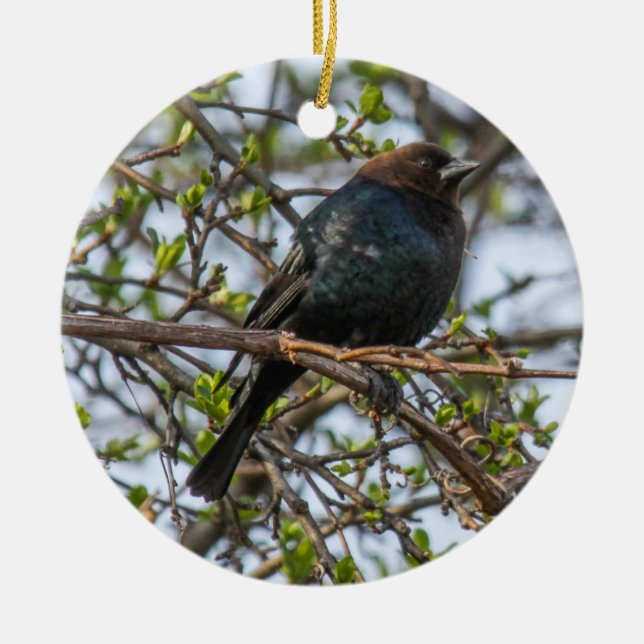 Brown-headed Cowbird Ceramic Ornament (Front)