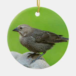 Brown Headed Cowbird Ceramic Ornament