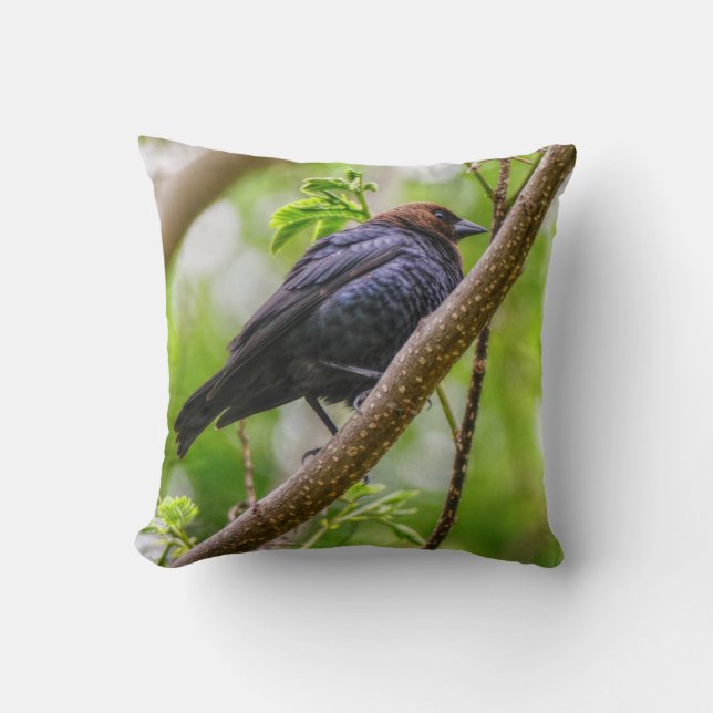 Brown Headed Cowbird Cushion (Front)
