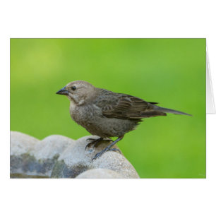 Brown Headed Cowbird Greeting Card