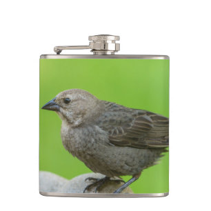 Brown Headed Cowbird Hip Flask