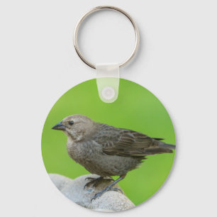 Brown Headed Cowbird Key Ring