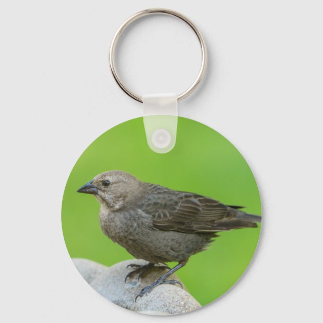 Brown Headed Cowbird Key Ring (Front)