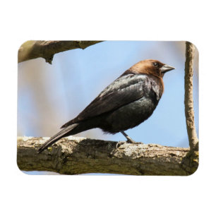 Brown-headed Cowbird Magnet