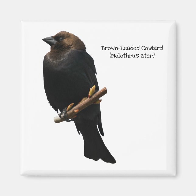 Brown-Headed Cowbird Magnet (Front)