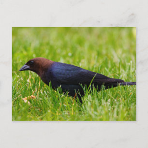 Brown-headed Cowbird (Molothrus ater) Postcard