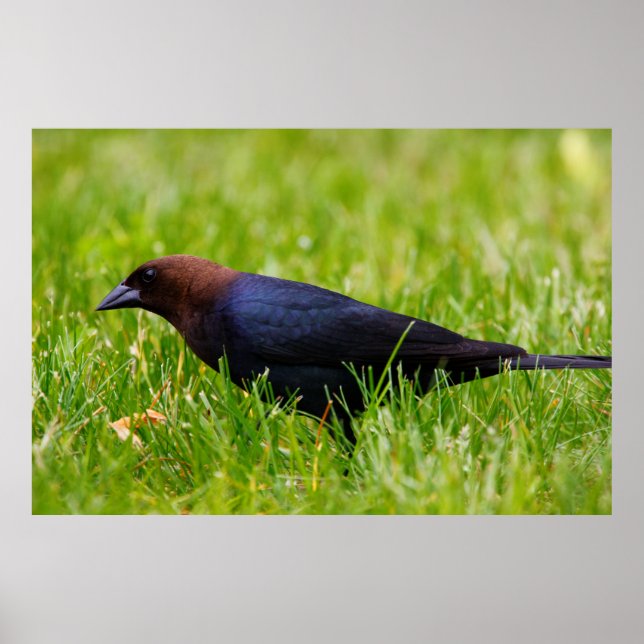 Brown-headed Cowbird (Molothrus ater) Poster (Front)