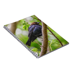 Brown Headed Cowbird Notebook