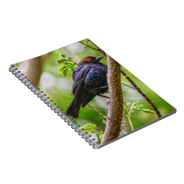 Brown Headed Cowbird Notebook (Right Side)
