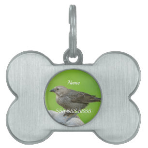 Brown Headed Cowbird Pet ID Tag