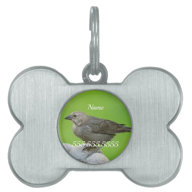 Brown Headed Cowbird Pet ID Tag (Front)
