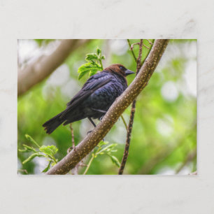 Brown Headed Cowbird Postcard