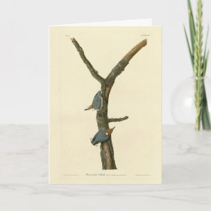 Brown-headed Nuthatch - Audubon's Birds of America Card