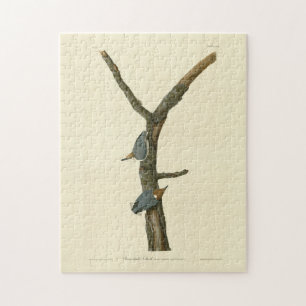 Brown-headed Nuthatch - Audubon's Birds of America Jigsaw Puzzle