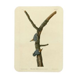 Brown-headed Nuthatch - Audubon's Birds of America Magnet