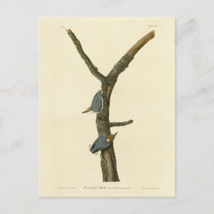 Brown-headed Nuthatch - Audubon's Birds of America Postcard