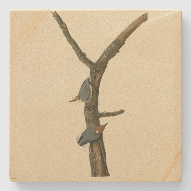 Brown-headed Nuthatch - Audubon's Birds of America Stone Coaster (Front)