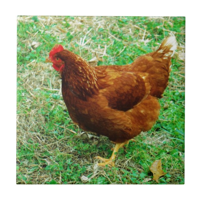 Brown Hen Tile (Front)