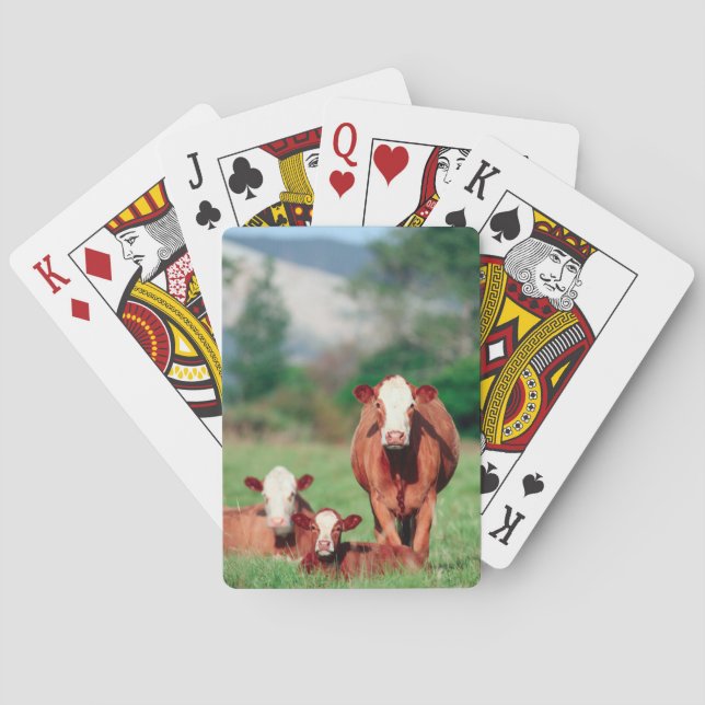 Brown hereford cattle playing cards (Back)