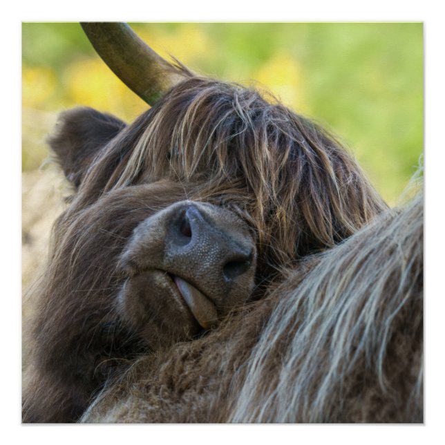 Brown Highland Cow Poster (Front)