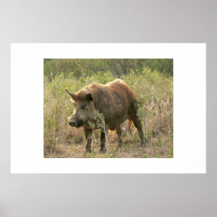 Brown hog. poster