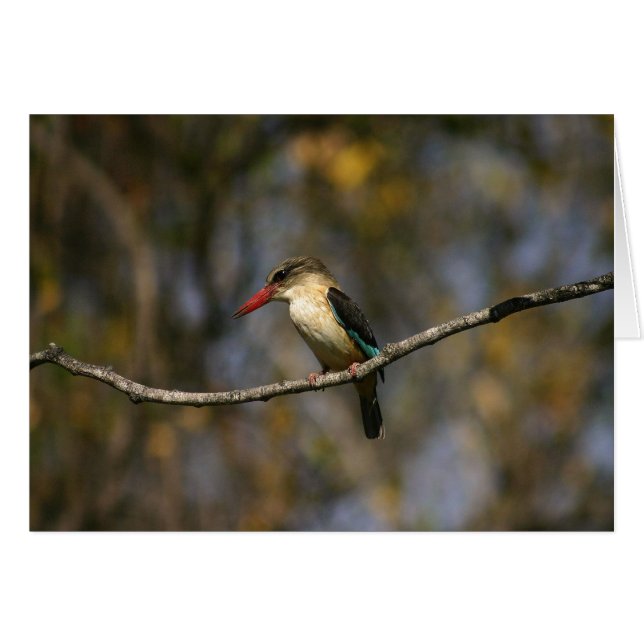 Brown-hooded Kingfisher (Front Horizontal)