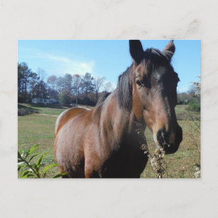 Brown Horse against blue sky Postcard